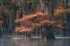 Autumn colors on Caddo Lake, Texas. Worlds largest bald cypress forest. Art Print
